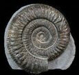 Dactylioceras Ammonite Stand Up - England #38785-1